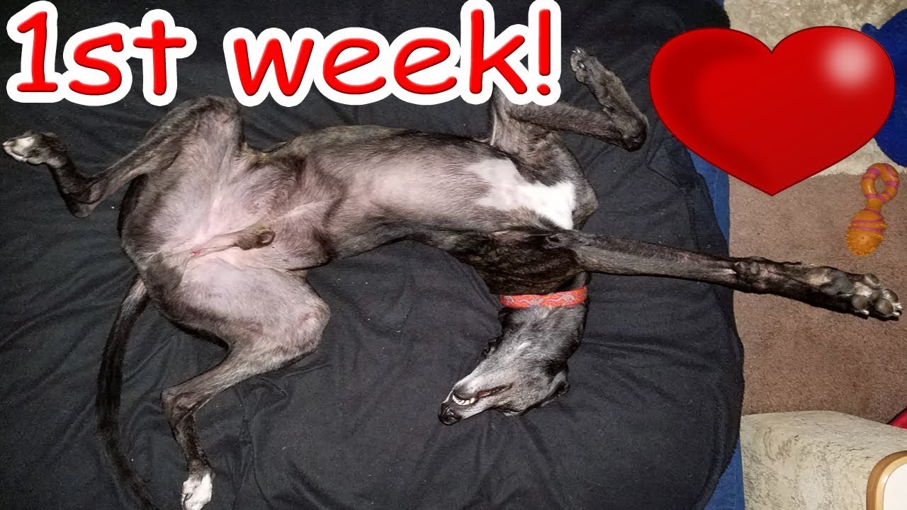 Adopting a Greyhound 💗 My 1st week with my retired racing dog