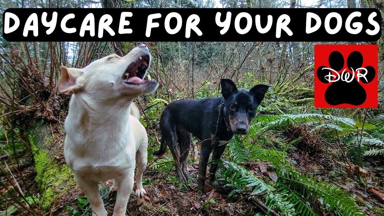 🐕&zwj;🦺💜 Daycare for your dog!  Dogs can't resist this Video! 🐕&zwj;🦺🐕🌦🌲