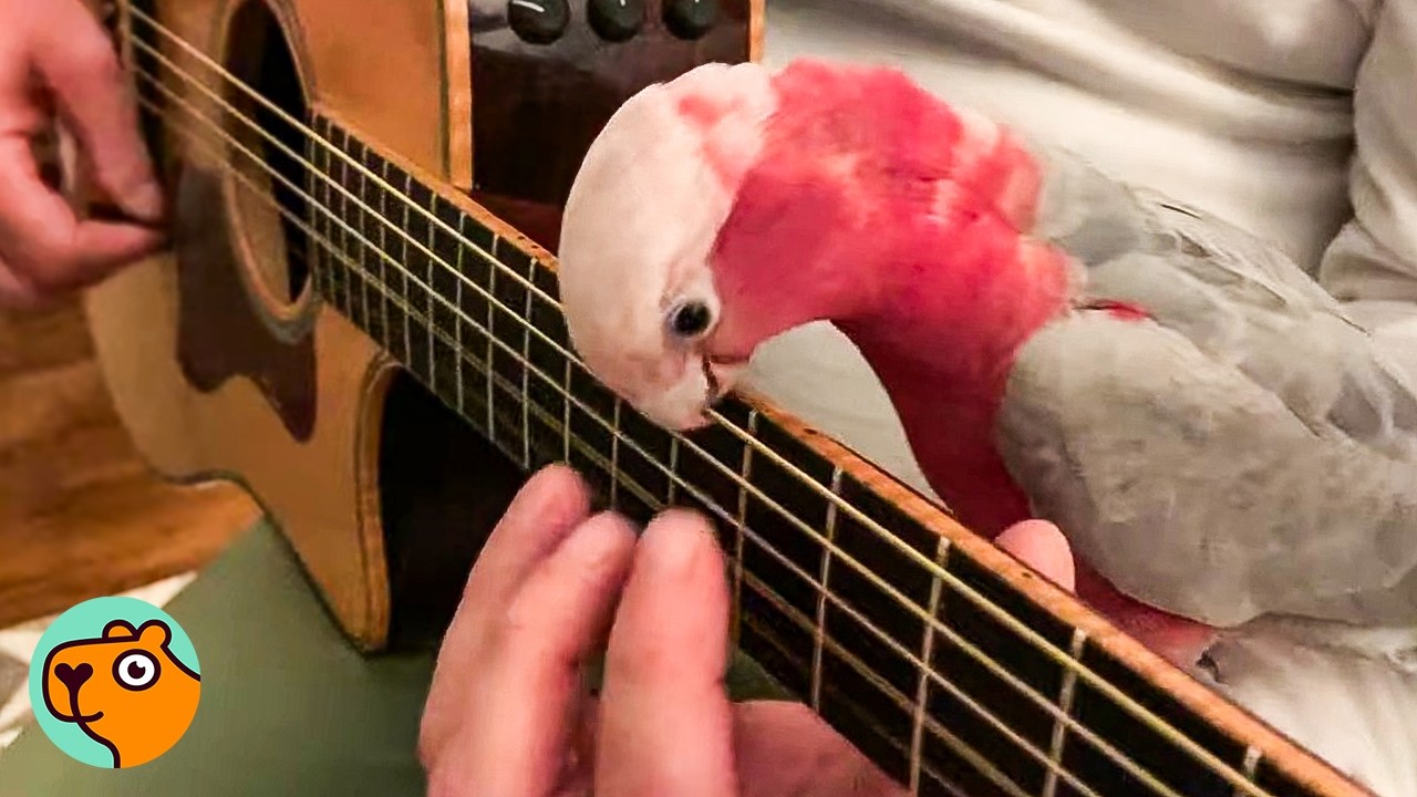 Spicy Cockatoo Only Mellows Out When Dad Plays Guitar  | Cuddle Buddies