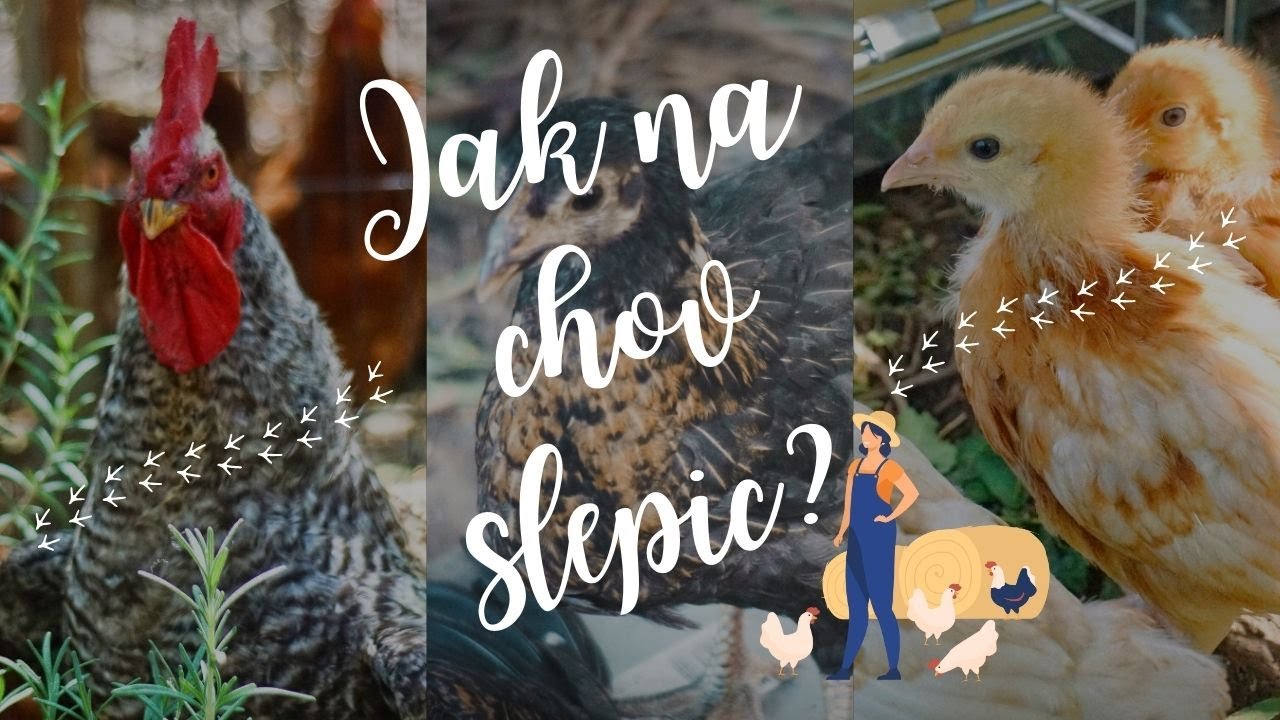 Slepice jak na chov slepic? | Kolik nás to stojí? | Naše tipy a zkušenosti | My v Bulharsku 🇧🇬