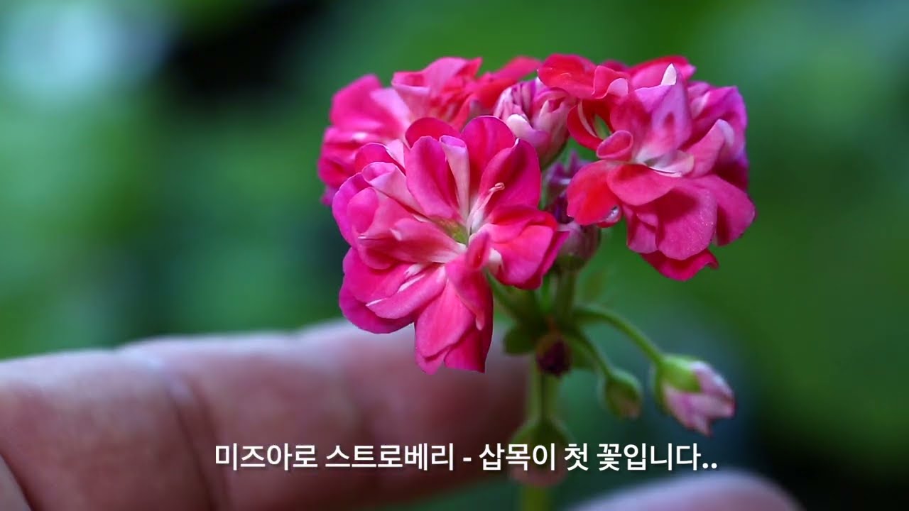삽목이들의 첫꽃....(AI 작곡/루시에 작사) #flowers #제라늄키우기 #가드닝 #베란다정원 #gardening #제라늄 #제라늄삽목