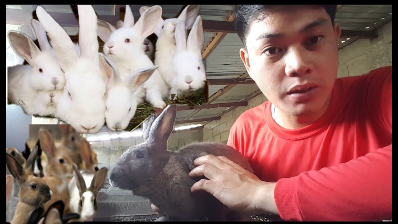 Pag wawalay at pa cocondition sa doe para sa susunod na breeding