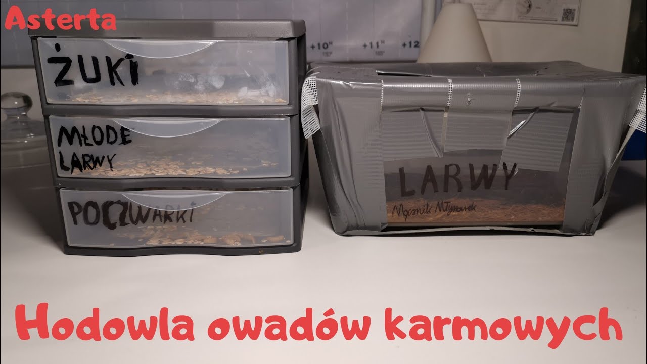 Hodowla owadów karmowych?!