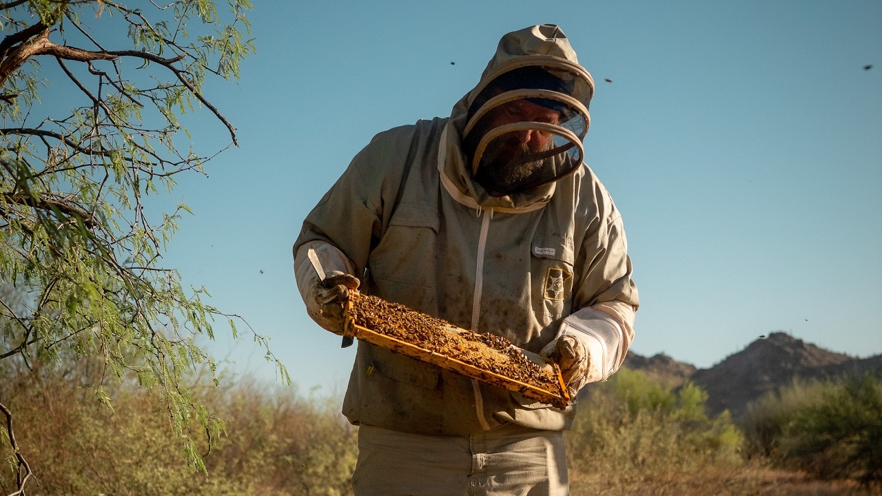 Tour of a Desert Honey Bee Apiary | PARAGRAPHIC Origins
