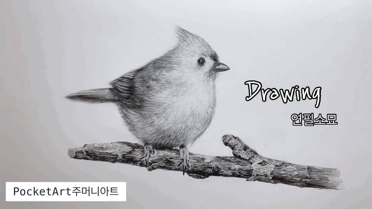 새 그림 그리기 연필 드로잉 Drawing Pencil Bird