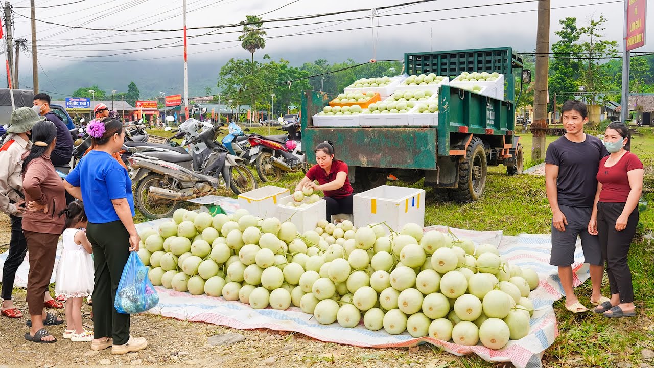 Harvesting 700+ Tons Melons from Farmers, Use Truck to Transport Lots of Melon Go to Market Sell