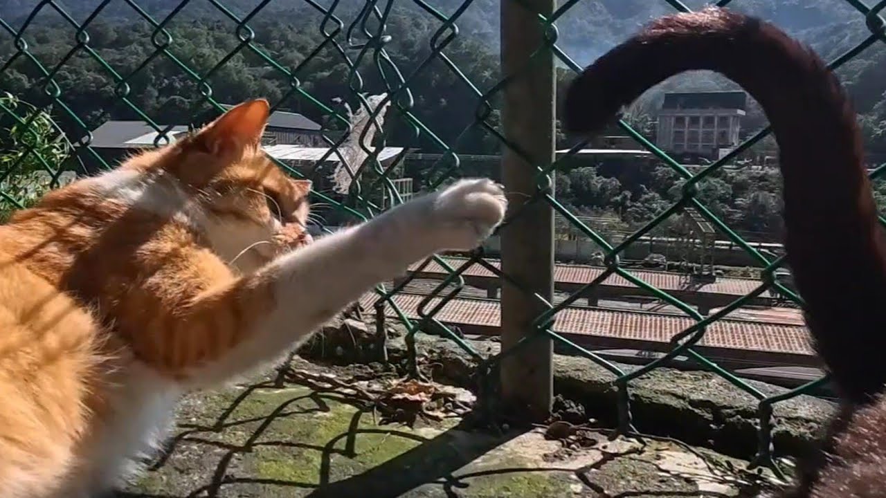Автоматическая удочка замечена на обочине дороги?! 🐱🎣