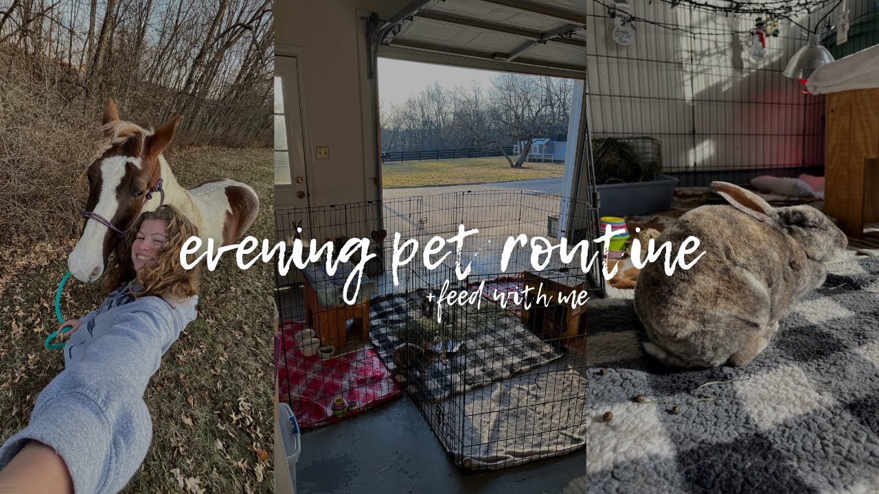 Evening Pet Routine | Feed with Me