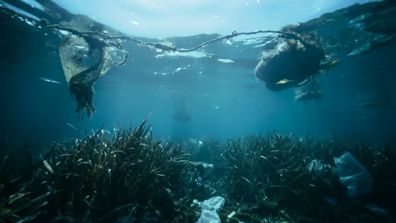Posidonia oceánica. Nuestros bosques sumergidos