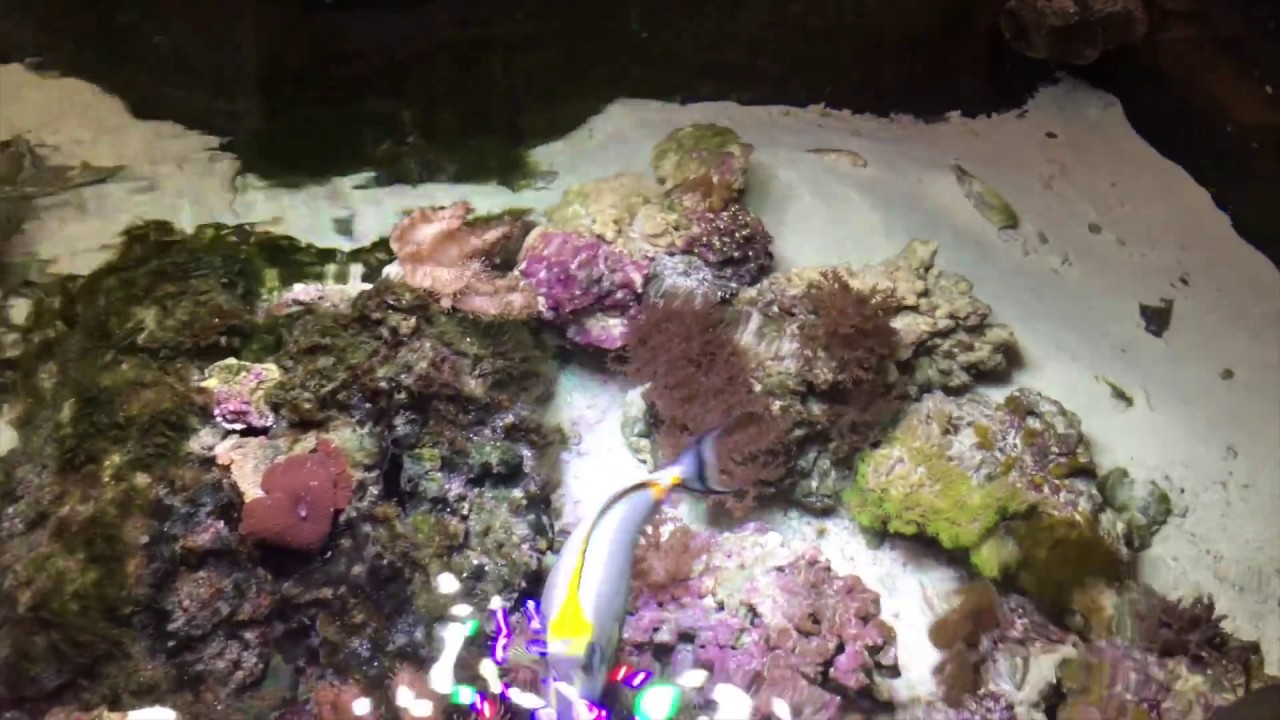 MY DIY Saltwater Lagoon, update Jan,2017.