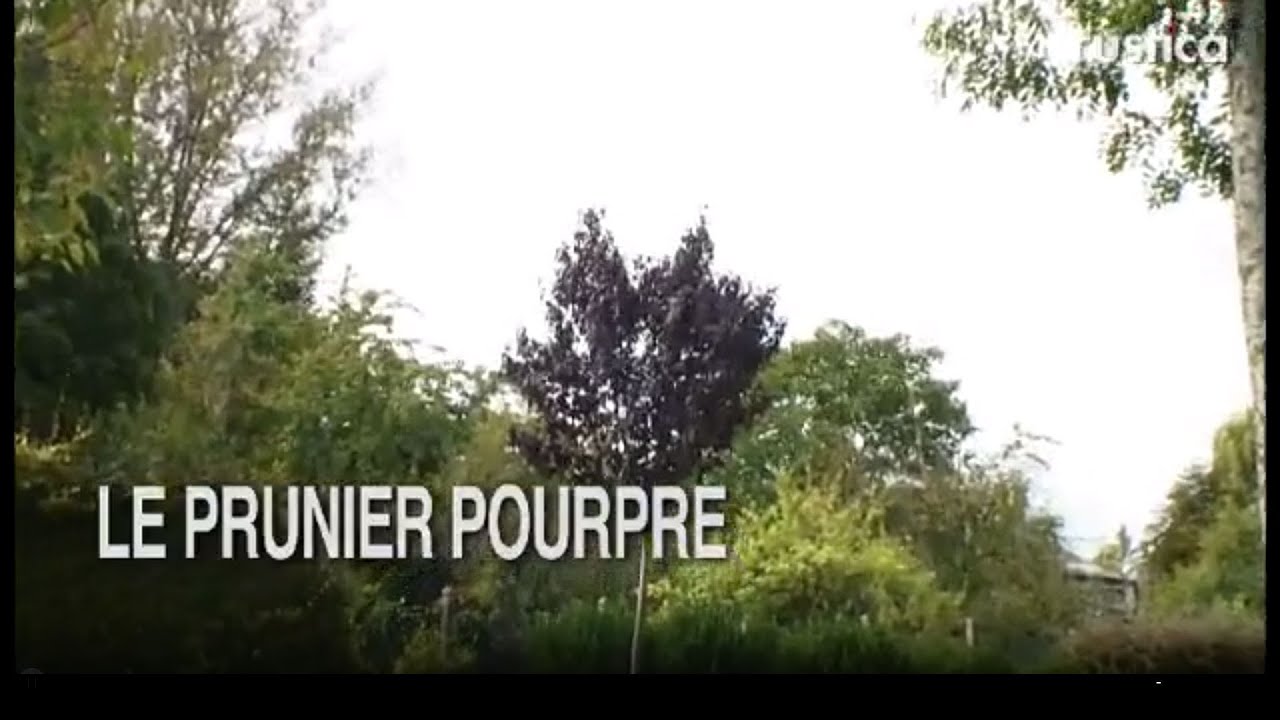 Le prunier pourpre