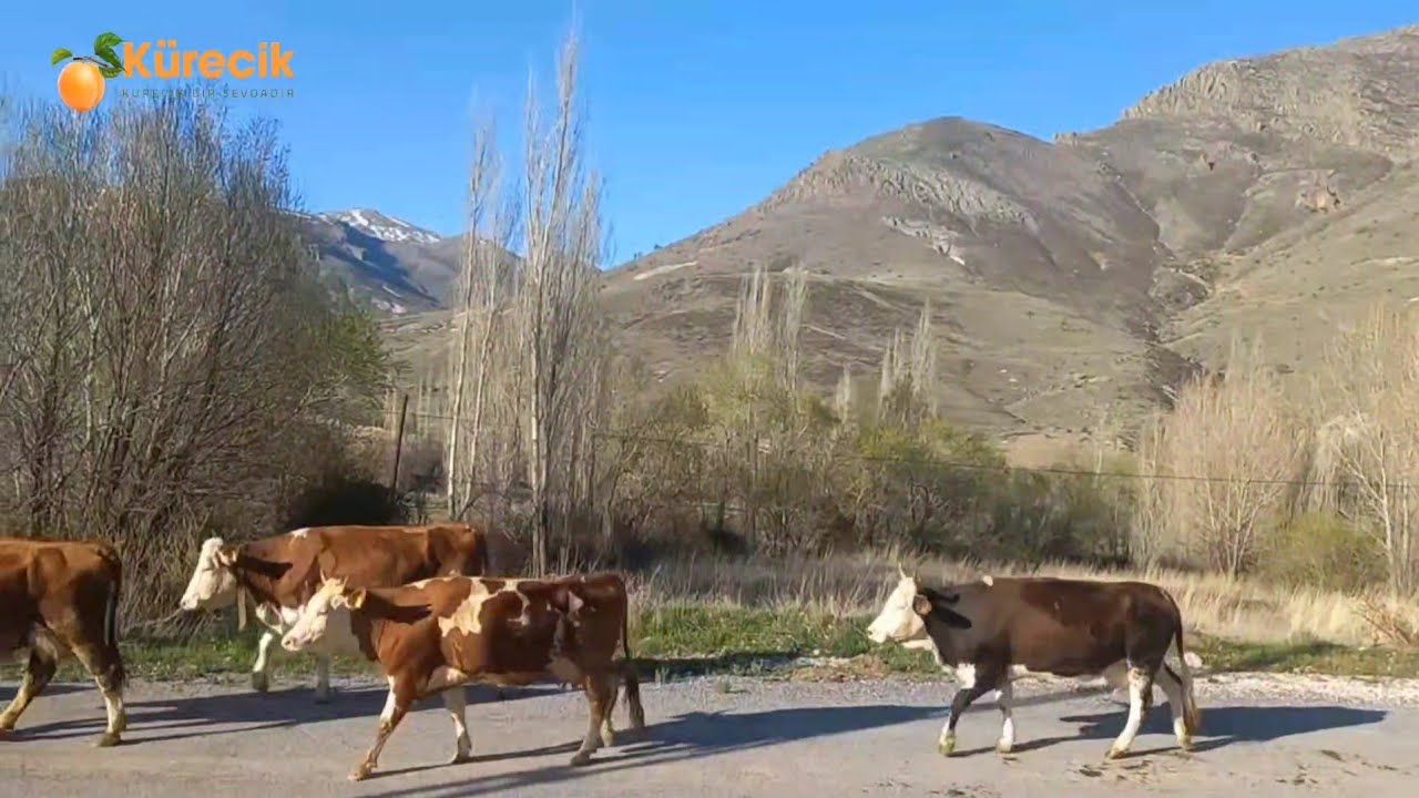 Kürecik Harunuşağı Köyü Doğası 🏞️