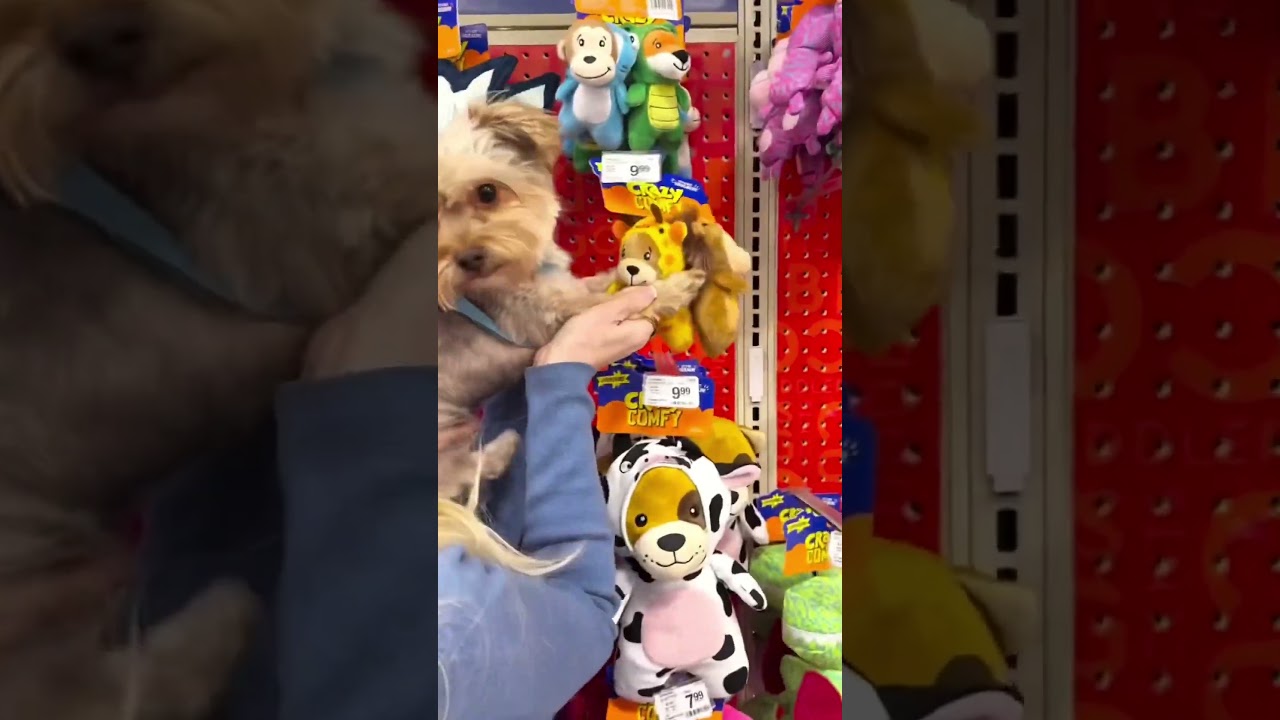 What happens when 10 Yorkies walk into a PetSmart? #mypetsmarttrip #petsmart via IG theutahyorkies