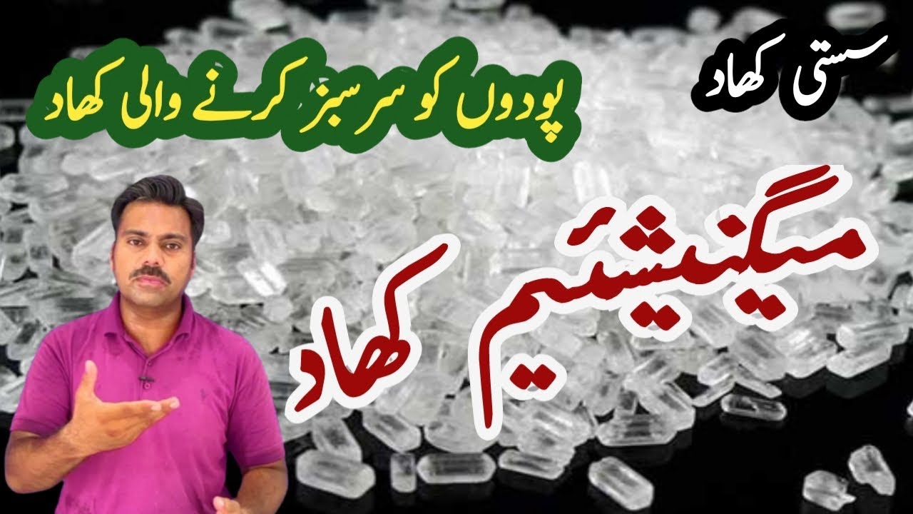 How to use magnesium in agricultural crops | Magnesium application in wheat crop | Abid Ali Agrarian