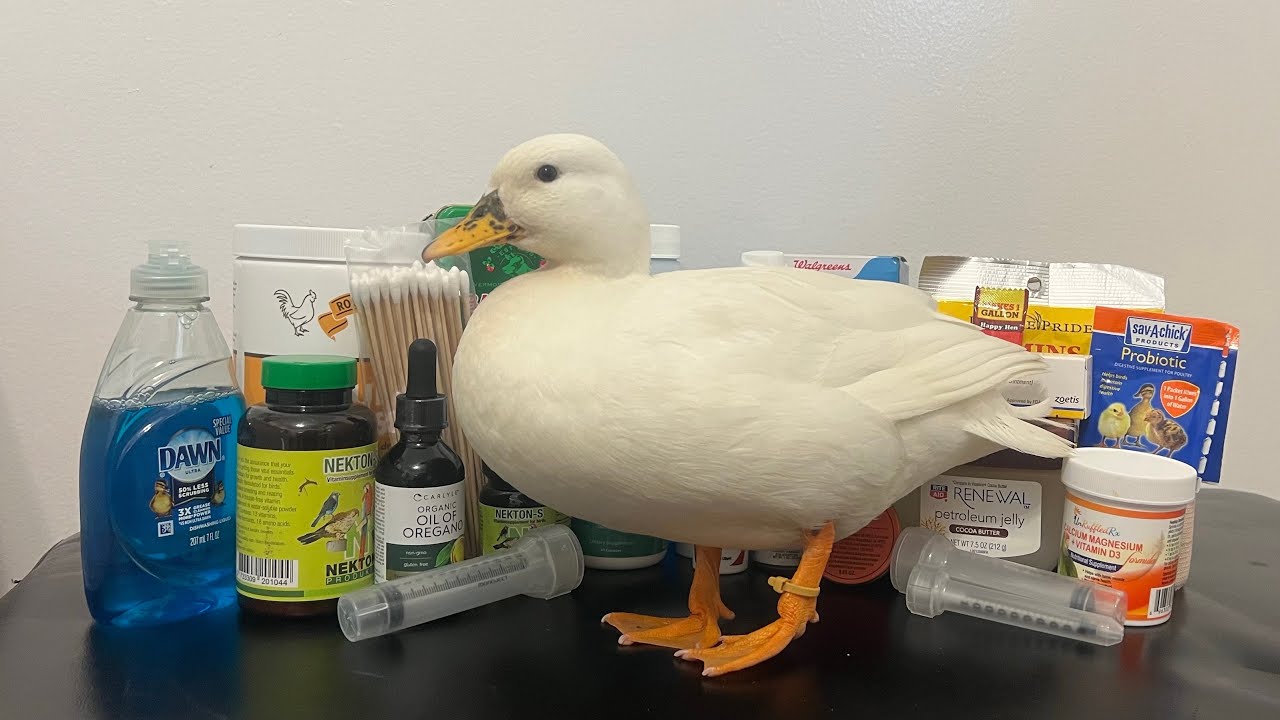 Everything In My Ducks Vet Kit | First Aid For Ducks