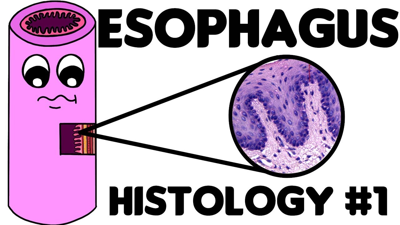 Gastrointestinal Tract Histology: Esophagus Histology #1
