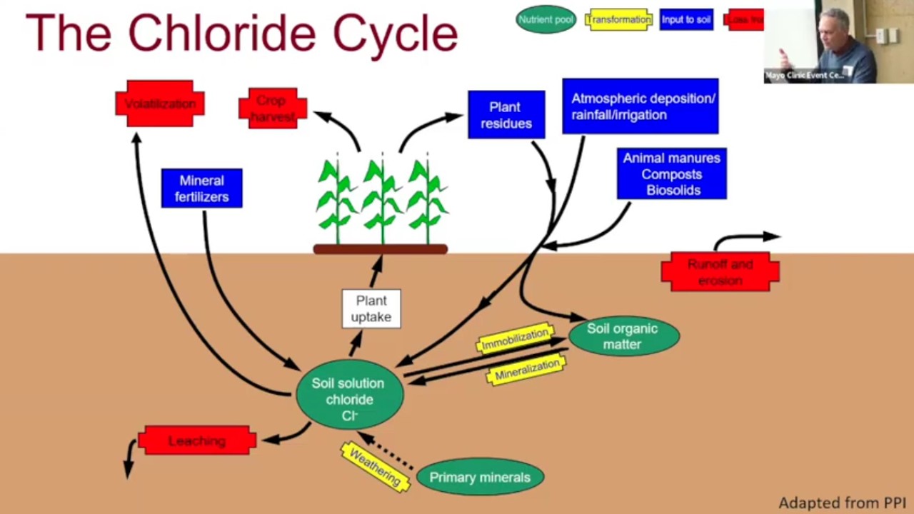 Chloride Cycling & Potassium Response From Fertilizer & Manure, Carl Rosen, University of Minnesota