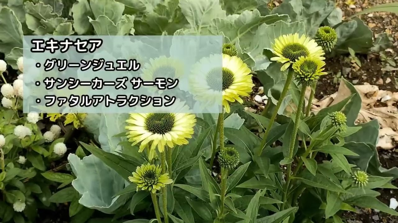 2025年9月25日〜30日🐙ちゃん農園　アルビピンク　薩摩美人