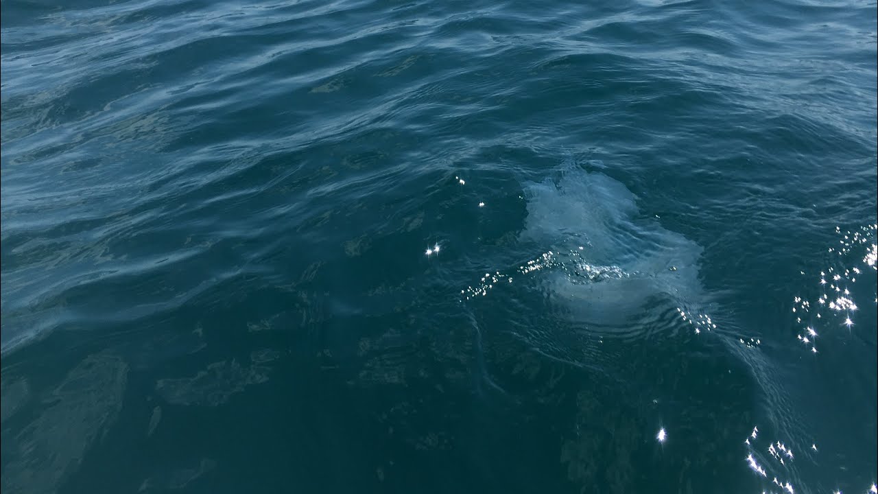 Приехал на Чёрное море 🌊