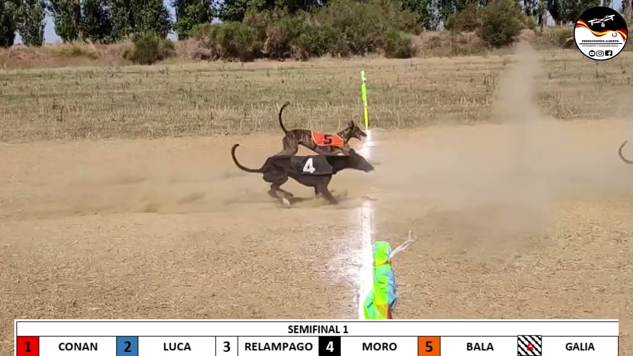 1º CARRERA DE GALGOS EN VILLADA , 1000 METROS