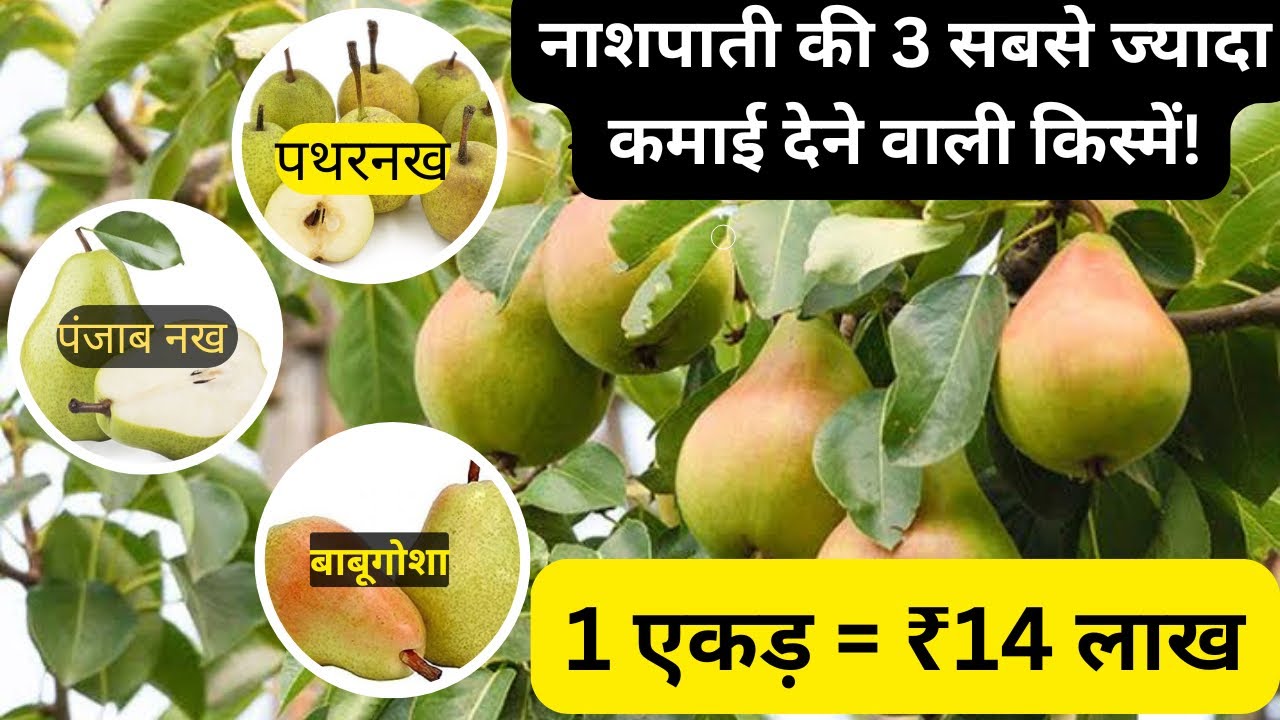 The best pear varieties for Punjab, Haryana, and Rajasthan! Complete information on pear cultivation 