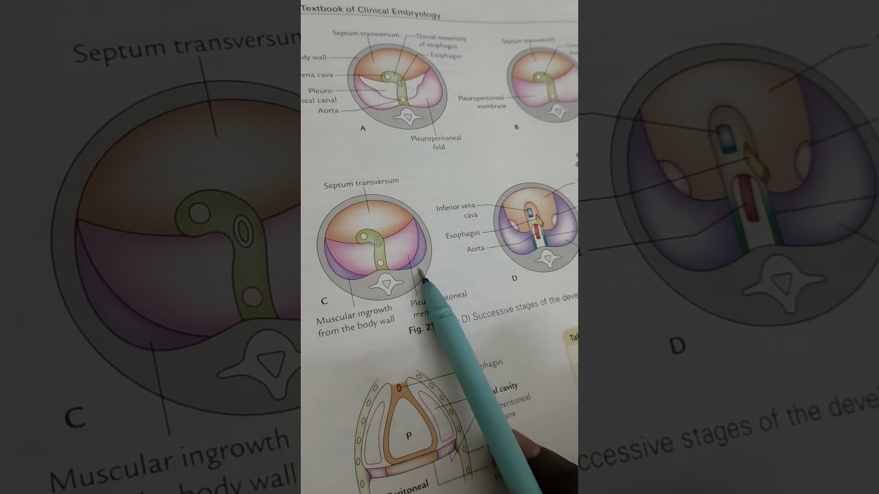 DEVELOPMENT OF DIAPHRAGM #embryology #diaphragm #DEVELOPMENT