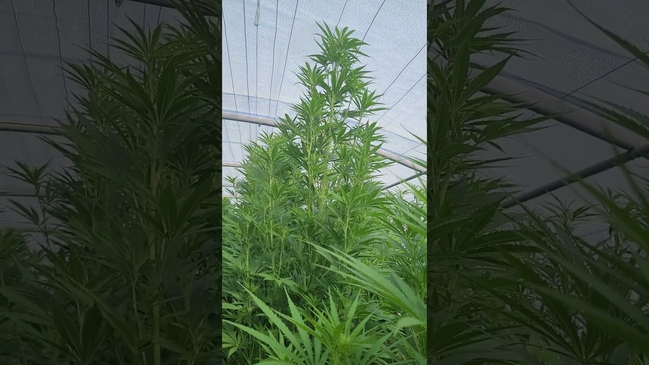 D&eacute;but de la floraison