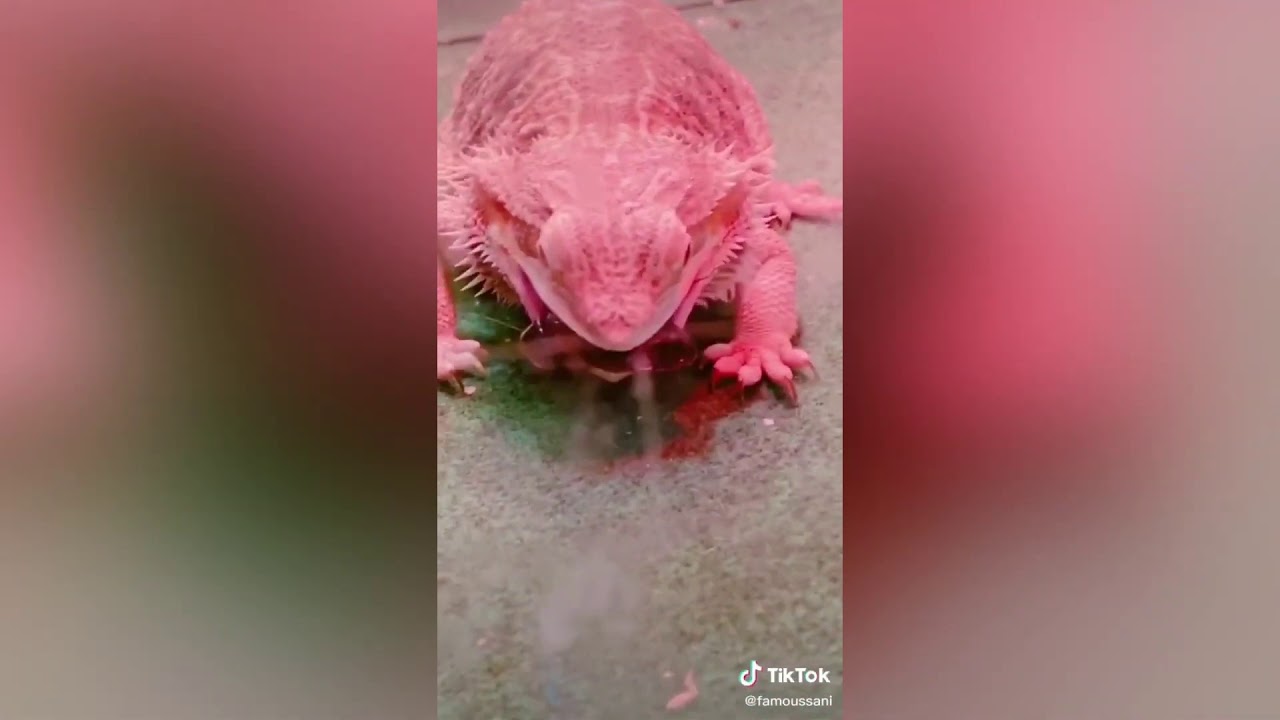 Bearded Dragon Side of TikTok
