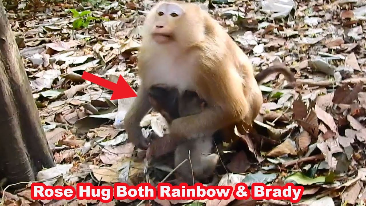 H.O.T NEWS! Today Rose running to carry and Hug her own daughter, Rainbow, sweetly