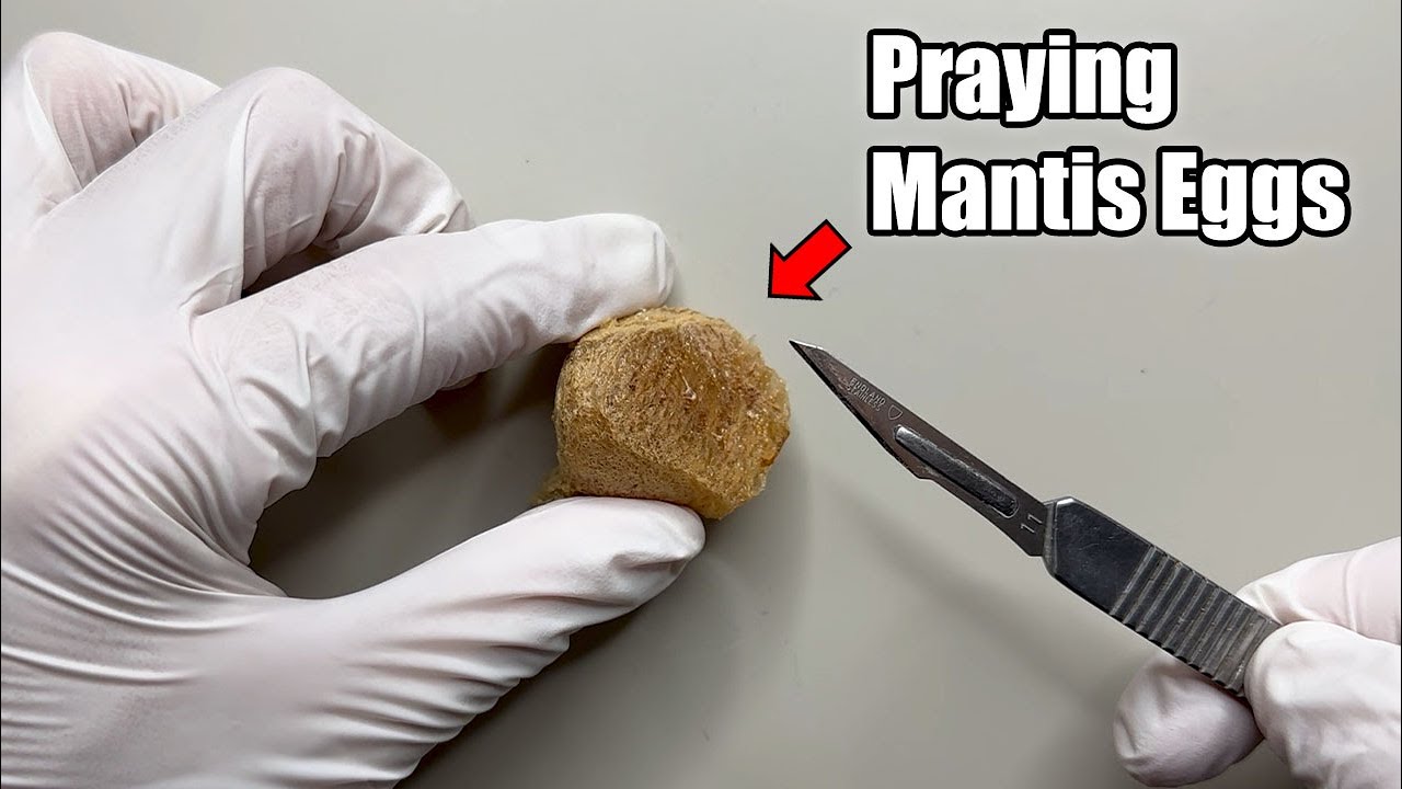 What Happens When You Cut Open a Praying Mantis Egg Case?