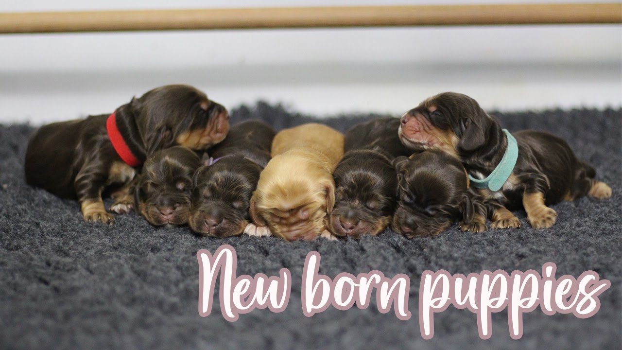 First moments of our Cocker Spaniel Puppies // Lollipop1996