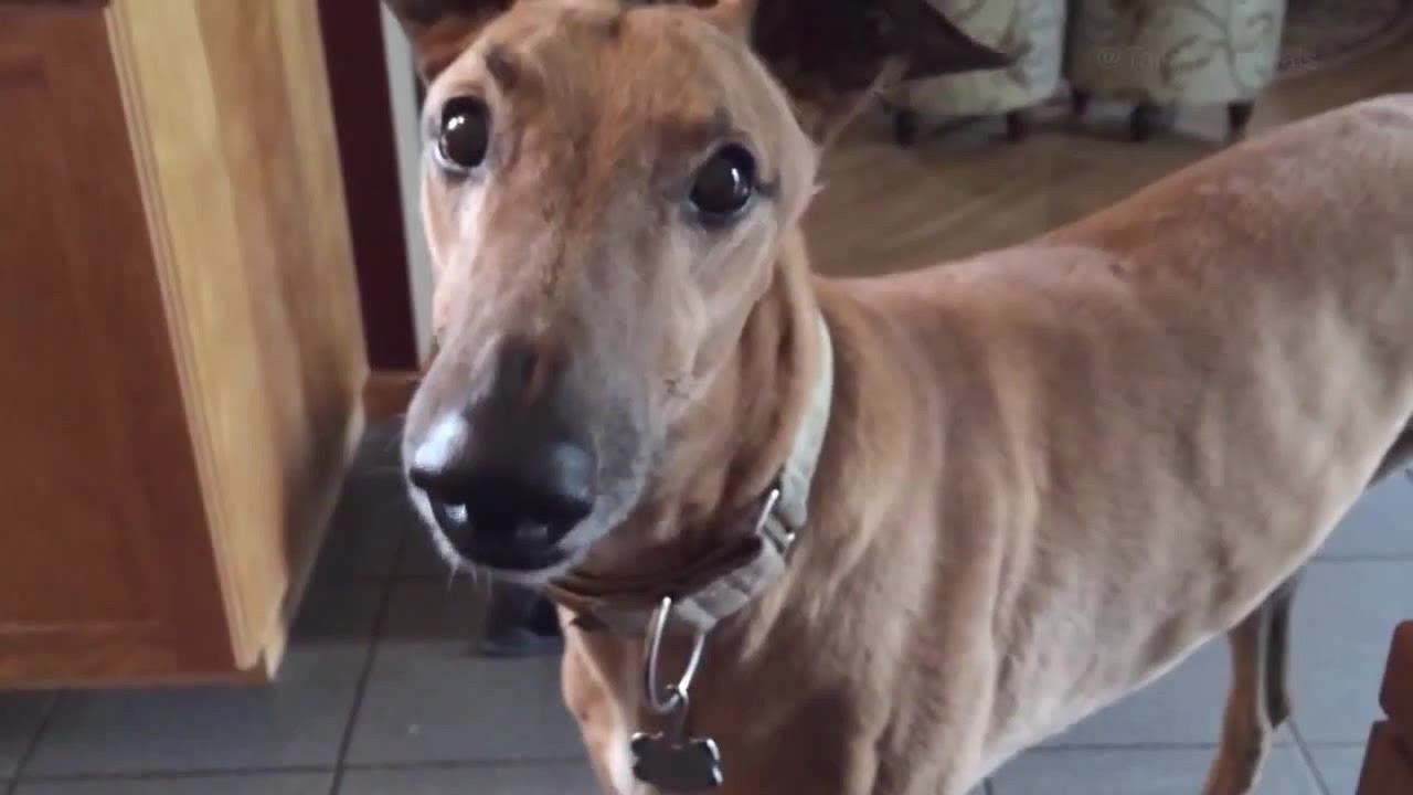 4 you - Funniest Whippet Videos