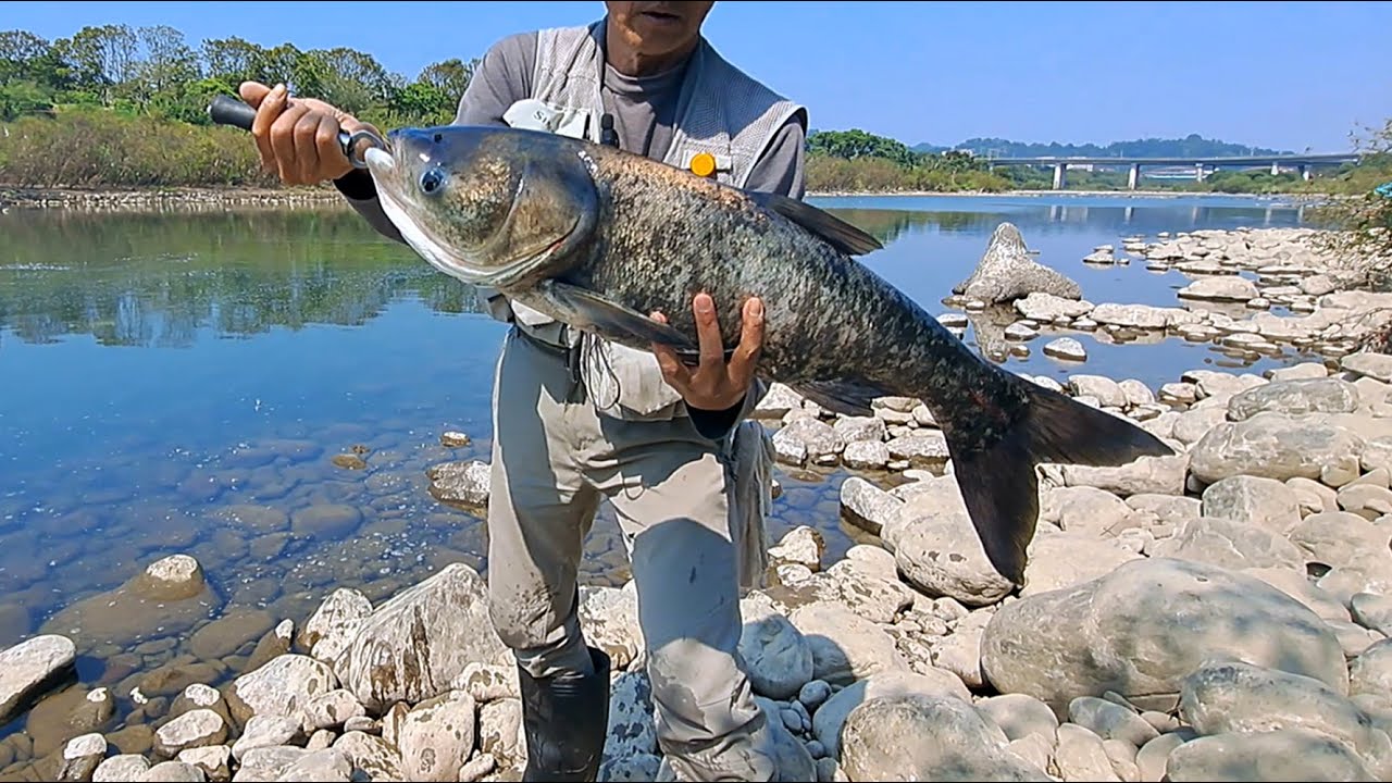 釣大頭鰱很簡單，只用單鉤釣組。