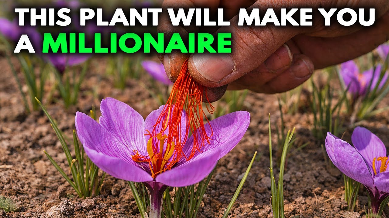 20 Plants That Can Make You a Millionaire