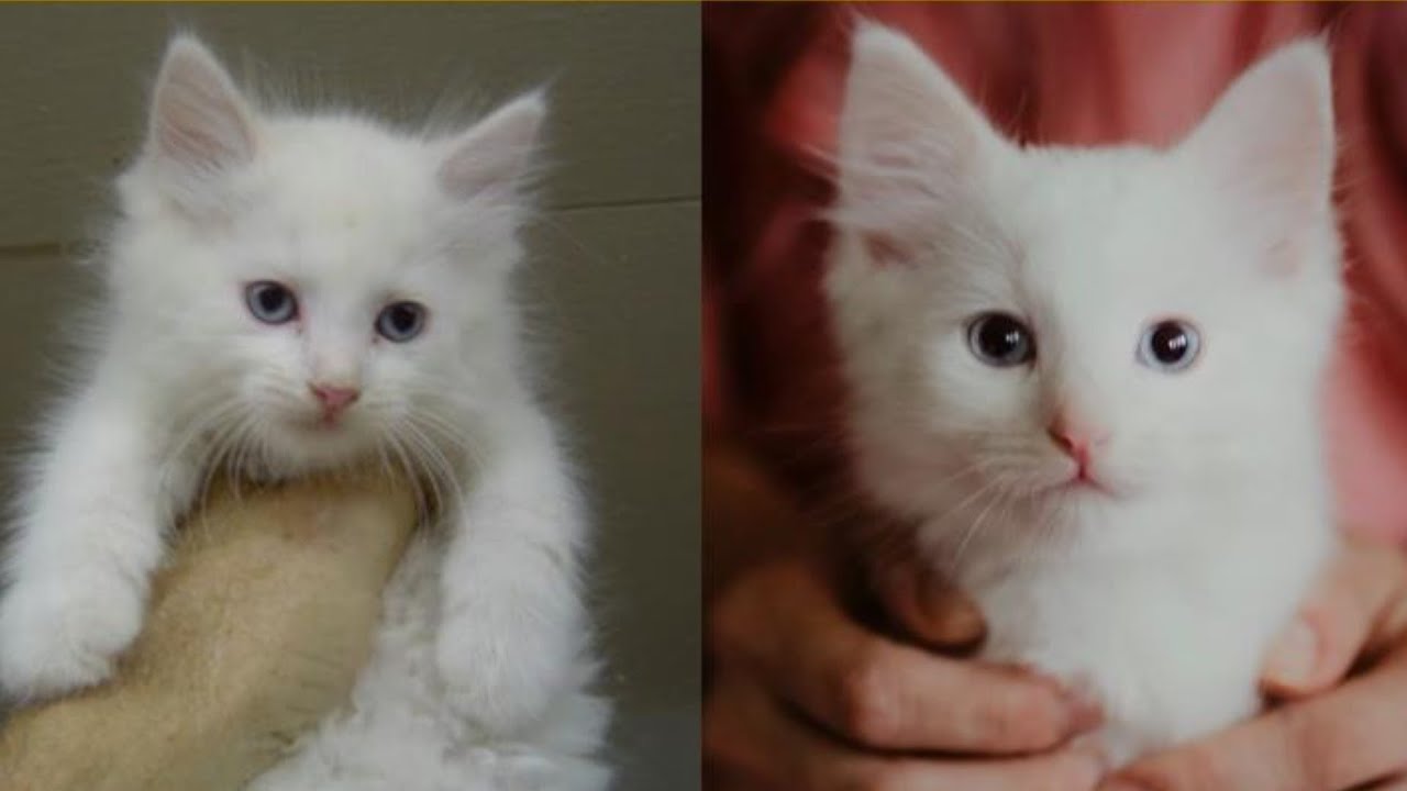 Here's what happens when you clone your cat
