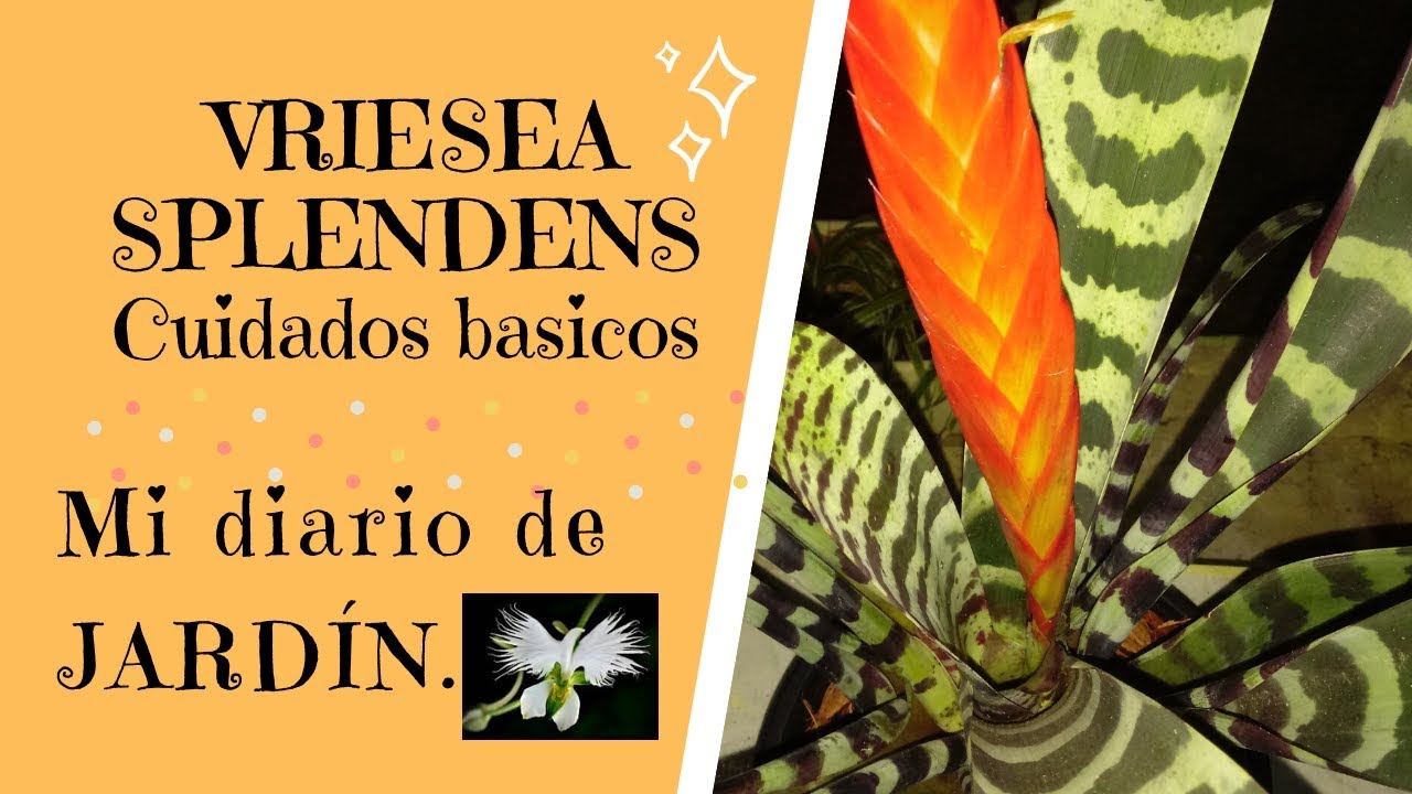 LA BROMELIA VRIESIA SPLENDENS CUIDADOS BASICOS, Mi diario de Jardin