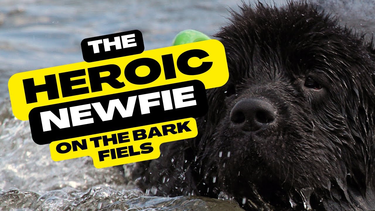 The Heroic Newfoundland