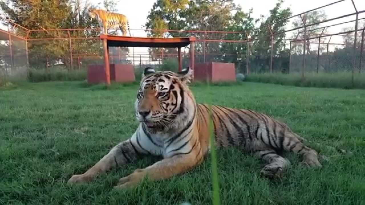 Adorably Goofy | TIGERS BEING CRAZY CUTE