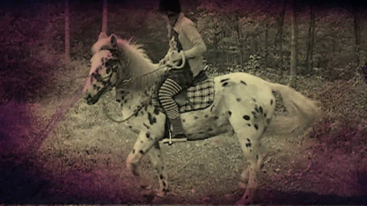 Pony's of the Caribbean