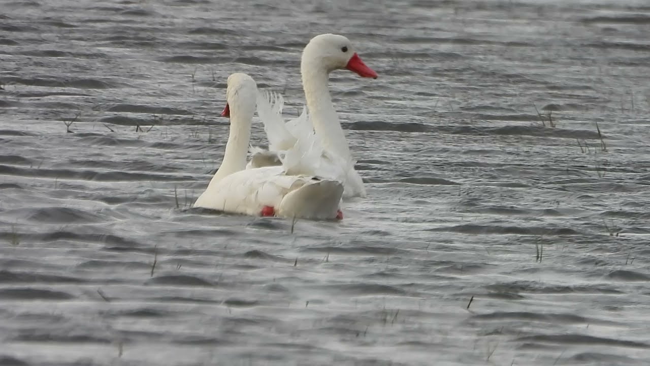HAD YOU SEEN THE COSCOROBA SWANS??? VOC&Ecirc; J&Aacute; VIU O CISNE COSCOROBA???