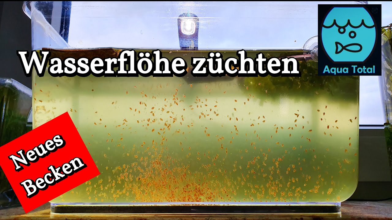 Wasserflöhe züchten - Neues Wasserfloh Zuchtbecken - Daphnia pulex halten und züchten