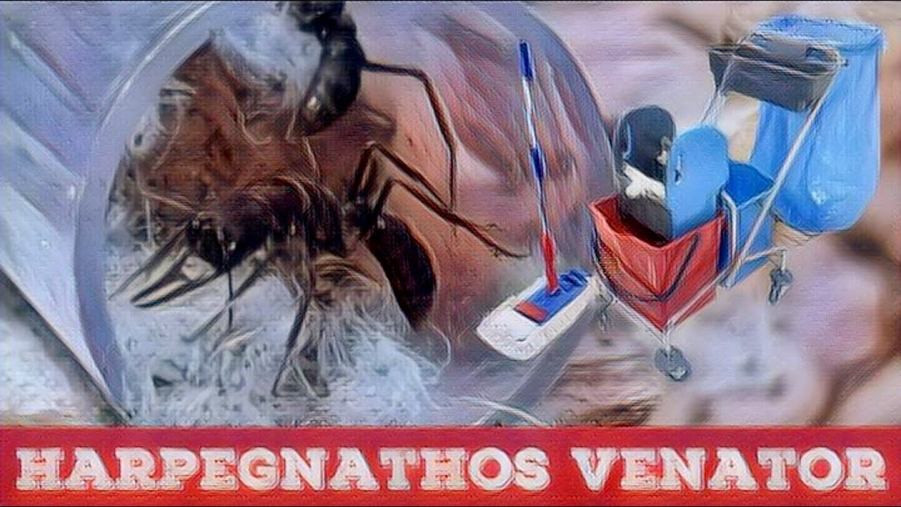 🐜 Harpegnathos venator - Oczyszczanie gniazda po transporcie