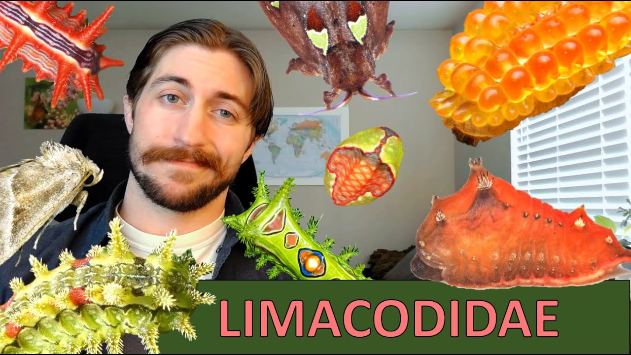 Limacodidae: Slug Moths - Family Spotlight