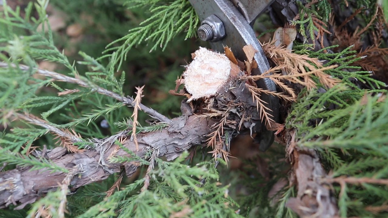 General Pruning Training