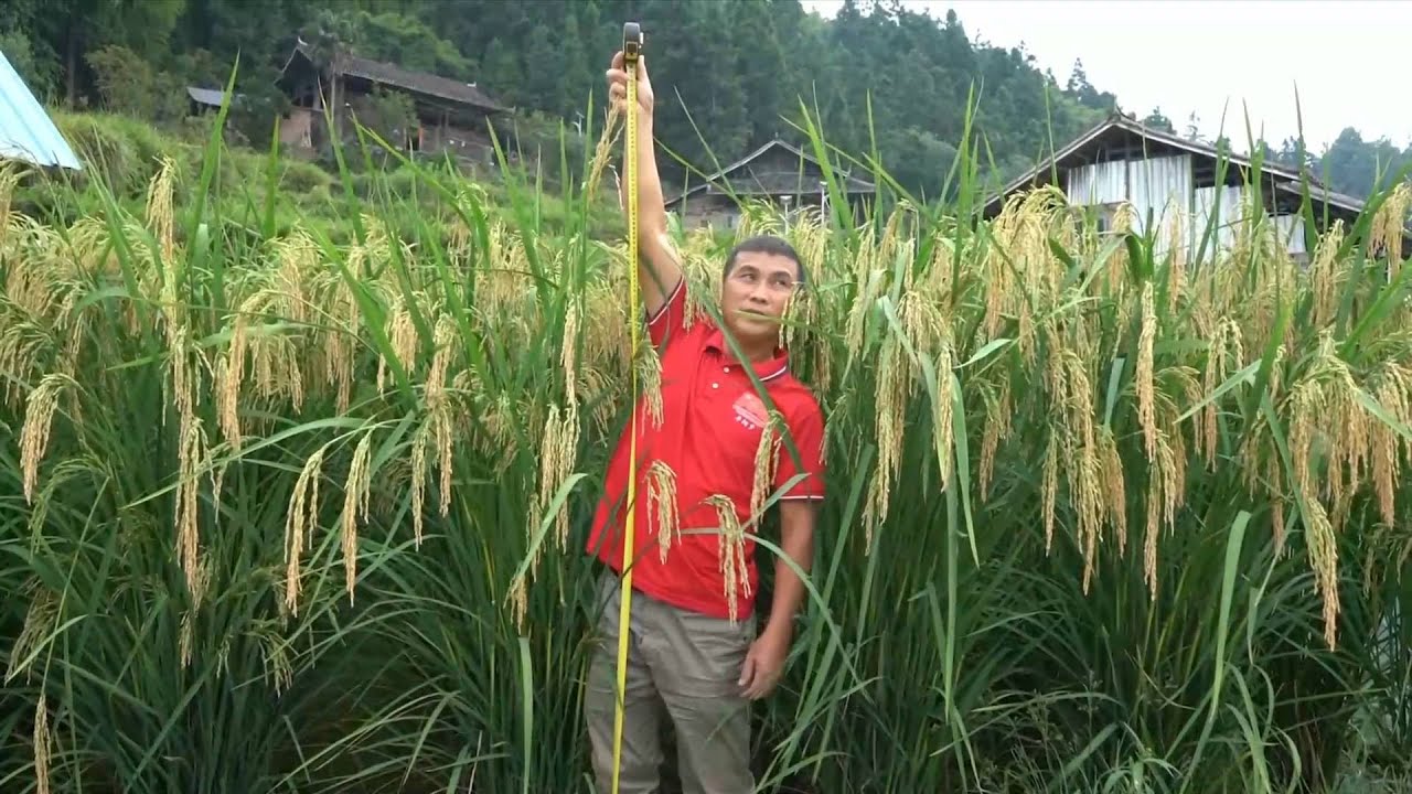 GLOBALink | 1.9-meter-high giant hybrid rice ready for harvest in Guizhou, China