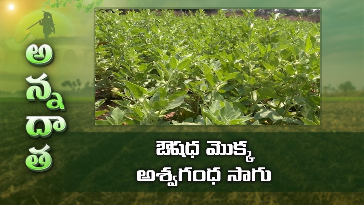 Immunity Booster Medicinal Plant- Ashwagandha- Farming Tips