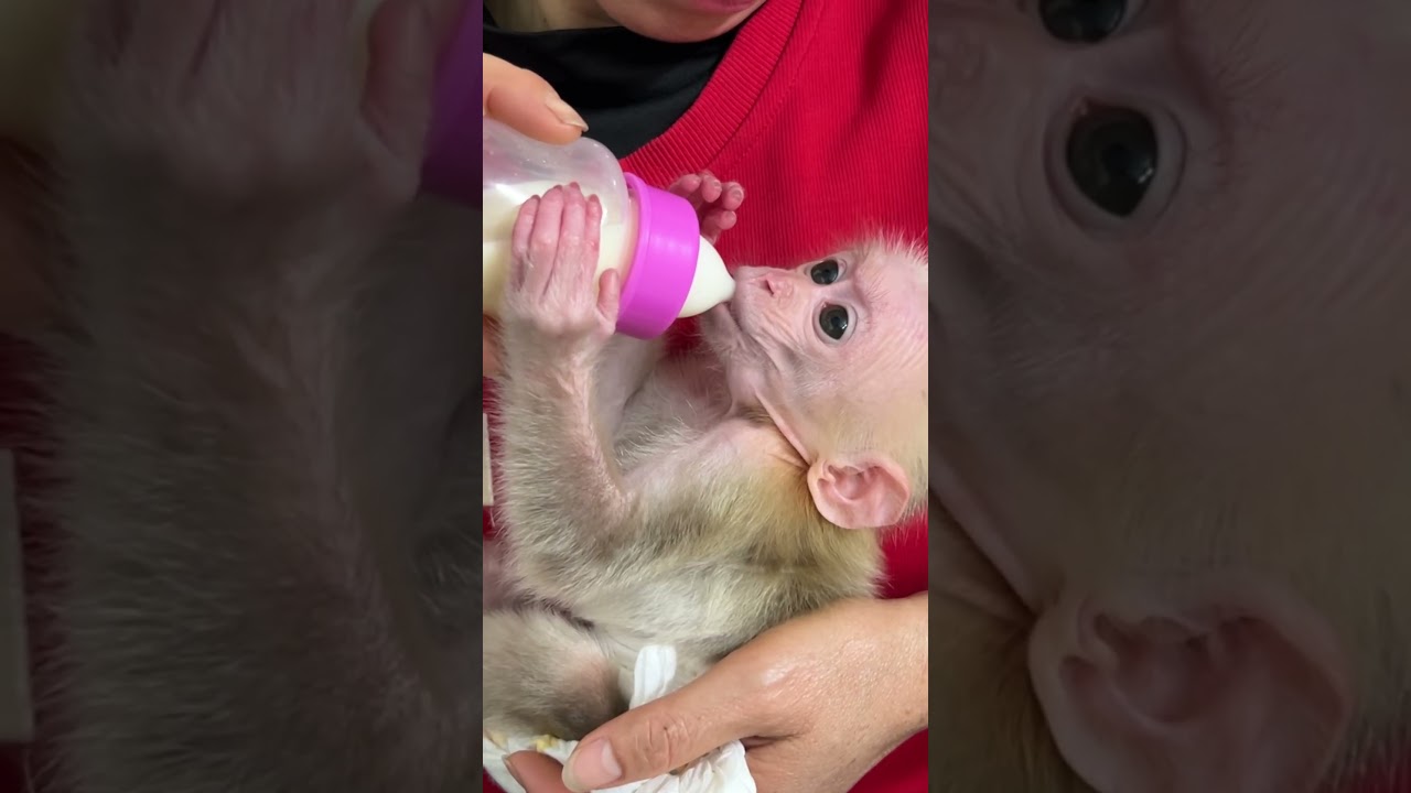 baby monkey Xuka drinking milk is so cute #monkeyfamily #monkeysr