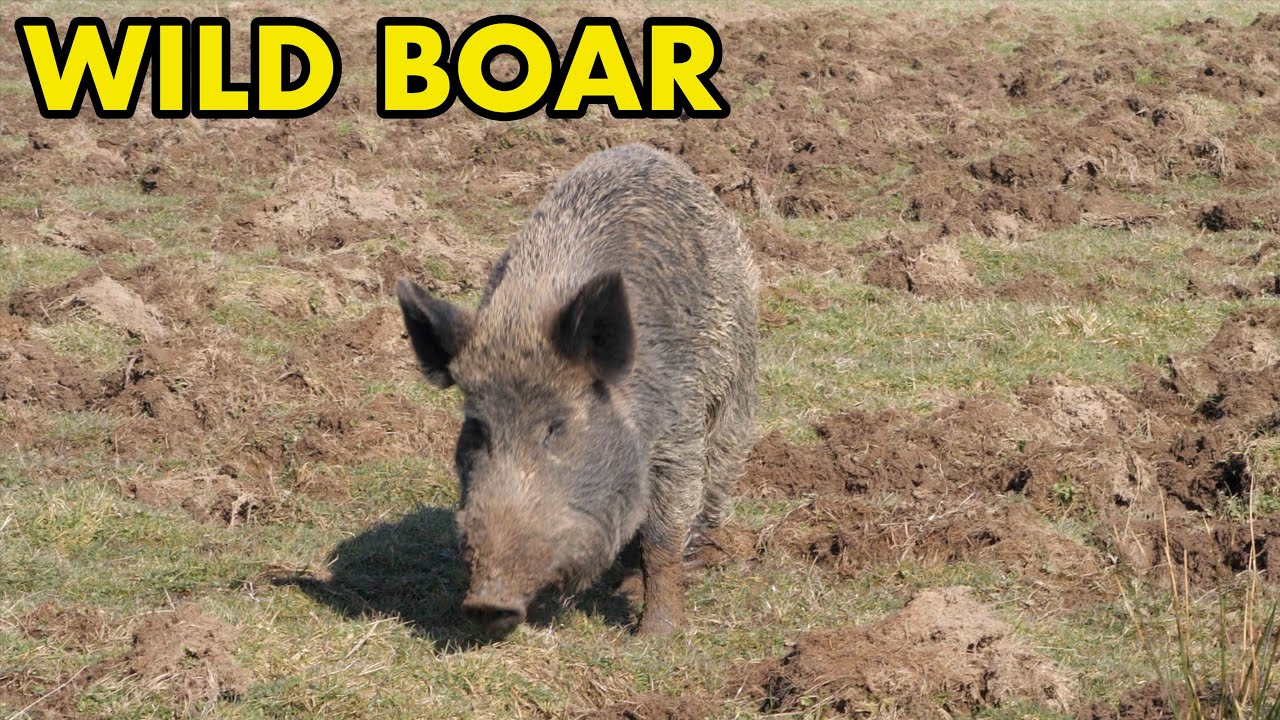 Wild Boar Digging in Soil