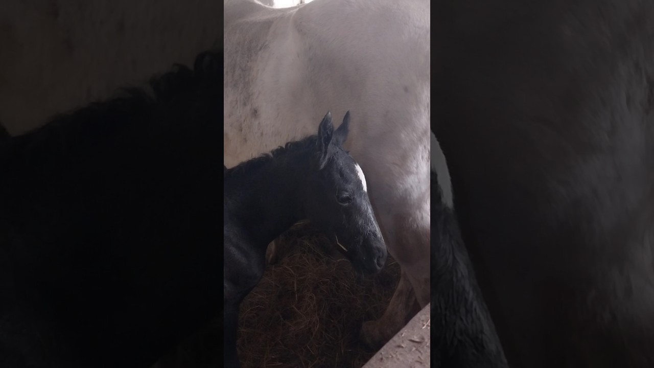 A one-day-old baby horse starts to explore the world with its mother #animals #Lipizzaner#country &$