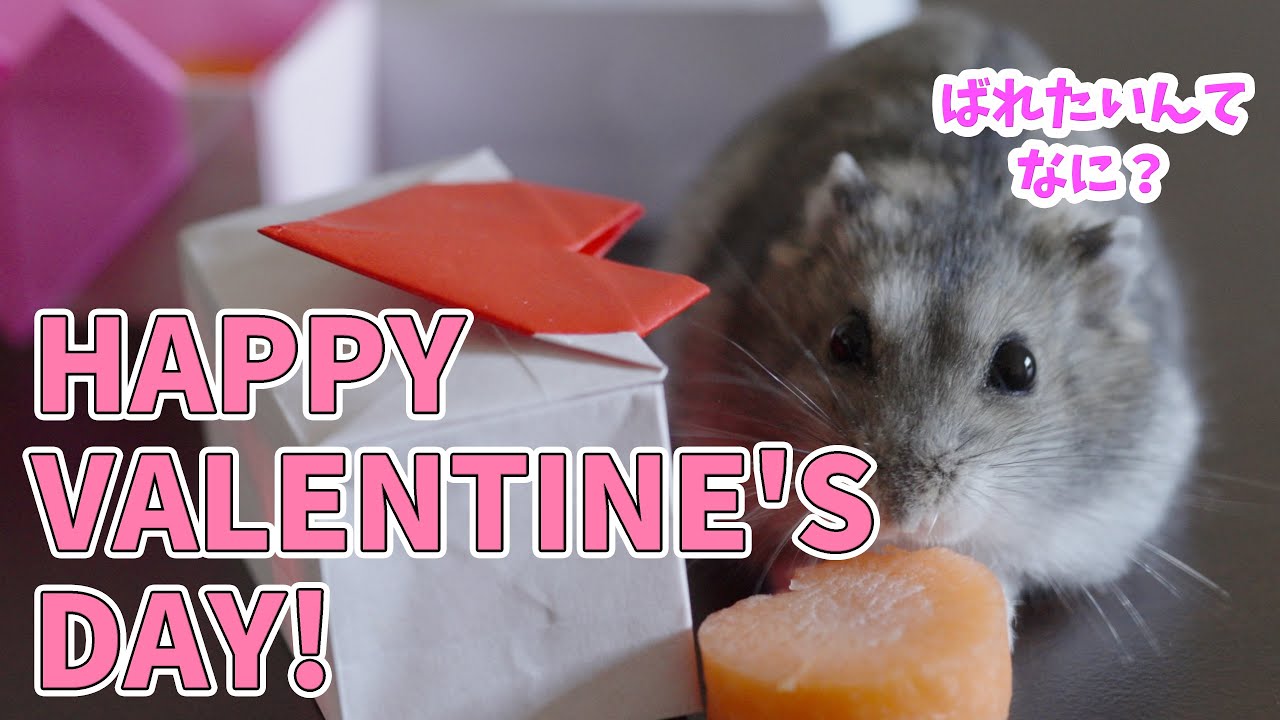 [第28話] ハムスター、初めてのバレンタイン！ | My Hamster's first Valentine's Day!